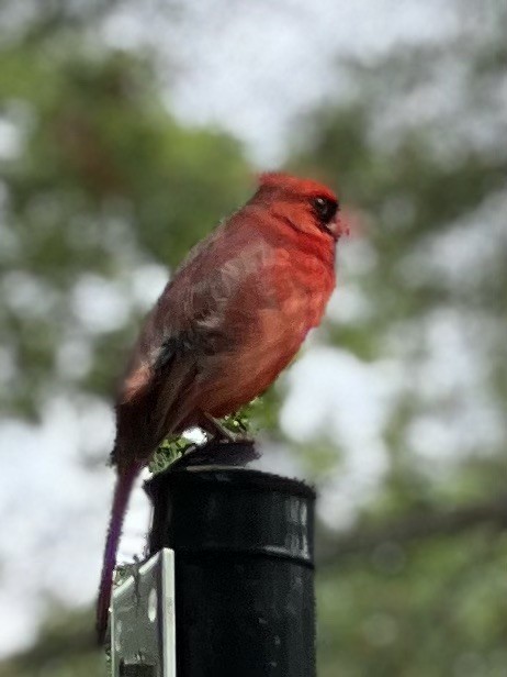 Cardinal rouge - ML490581151