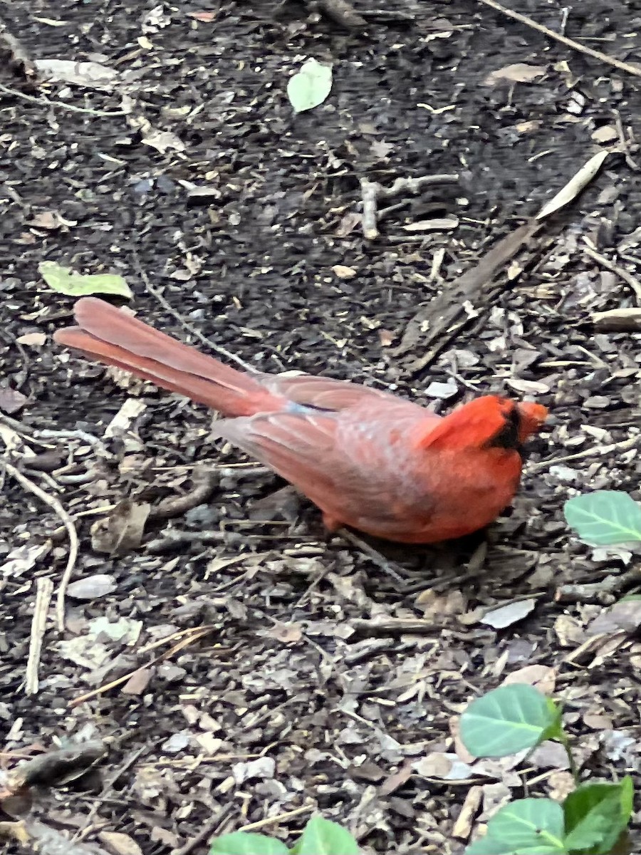 Cardinal rouge - ML490581191