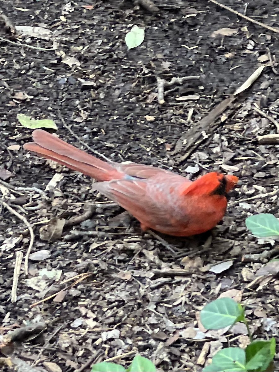 Northern Cardinal - ML490581191