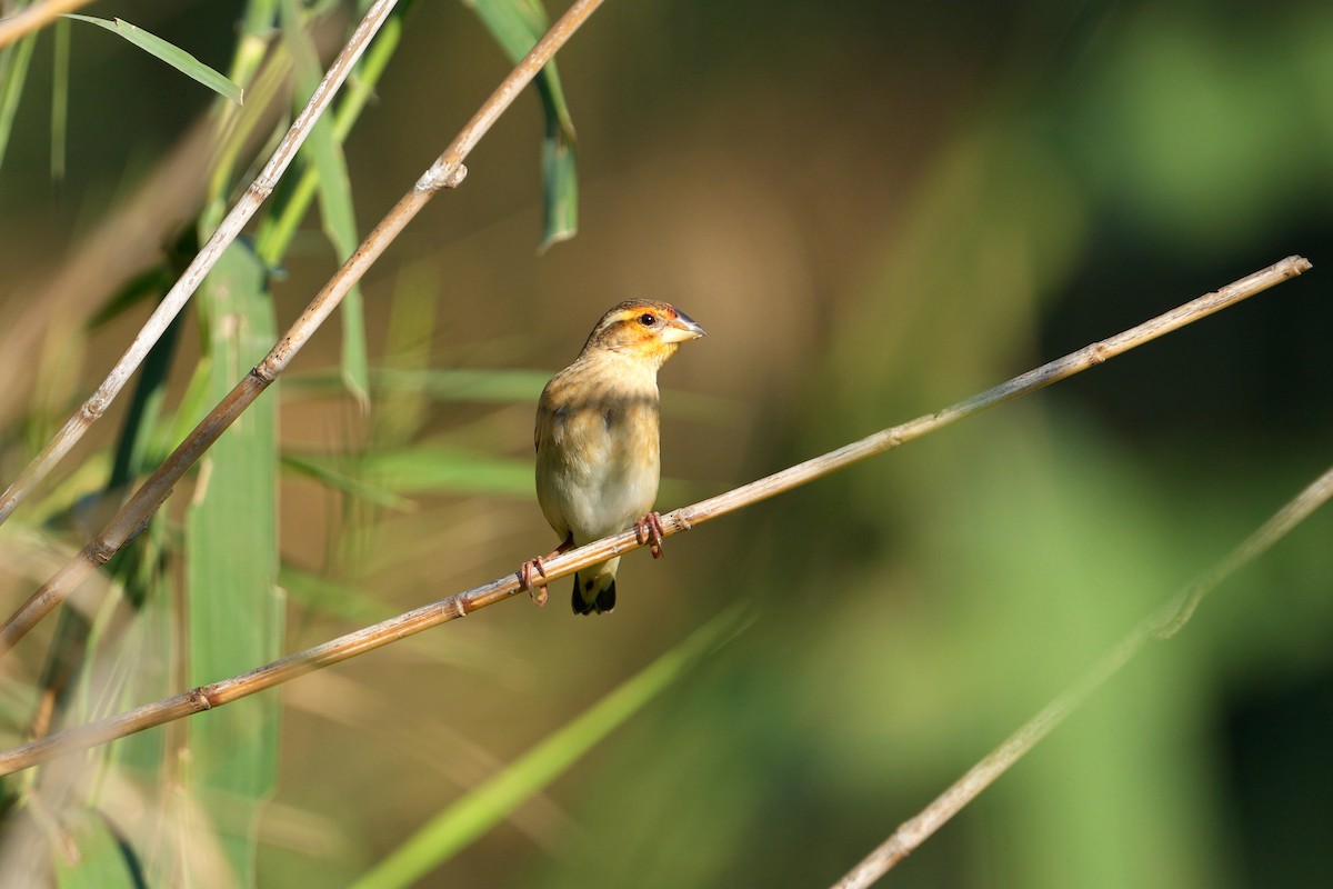 Red-headed Quelea - Dave Rimmer