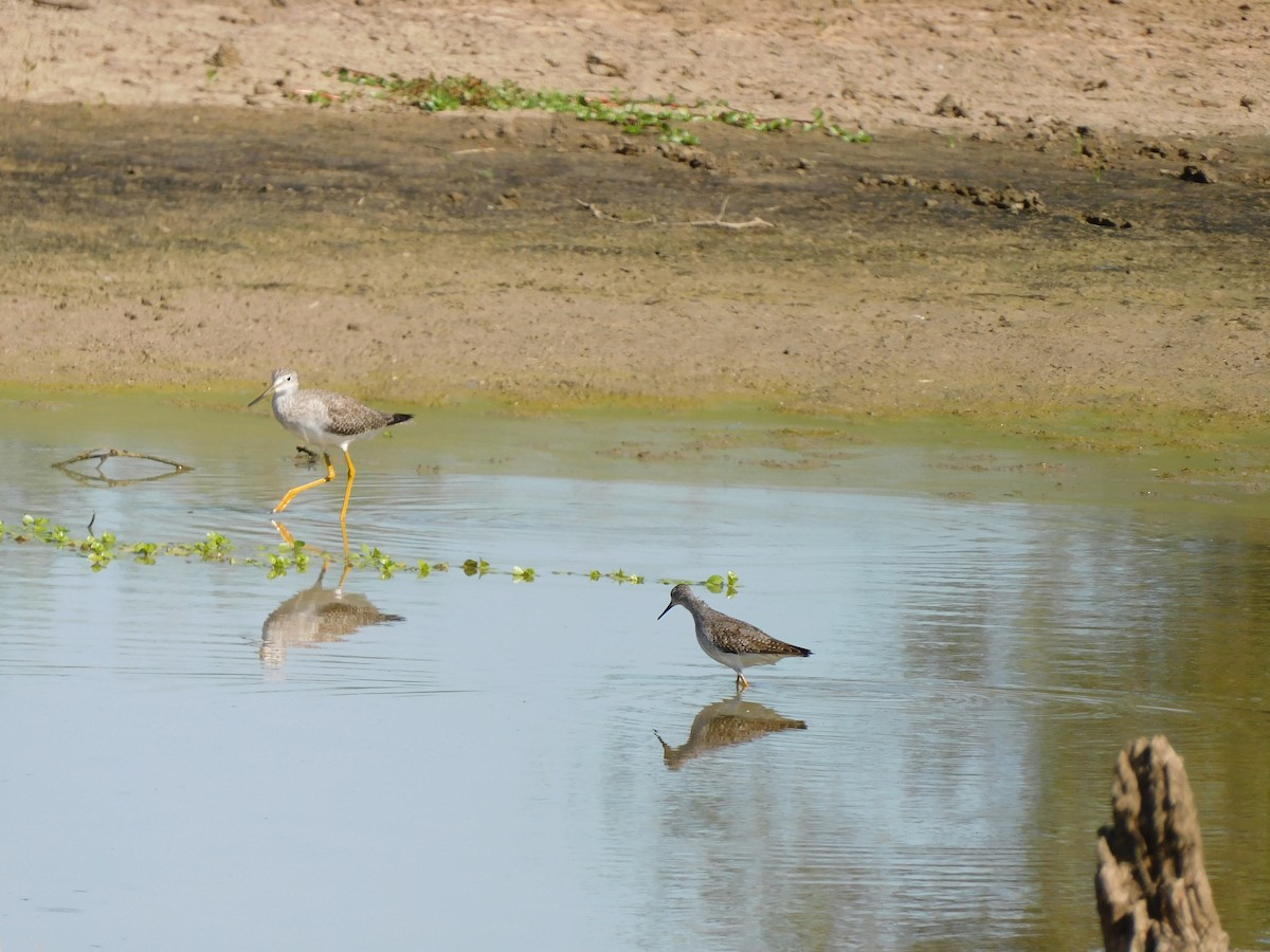 Lesser Yellowlegs - ML490582421