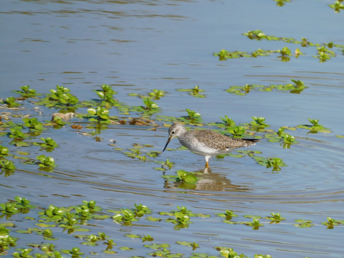 Lesser Yellowlegs - Lisa Winslow