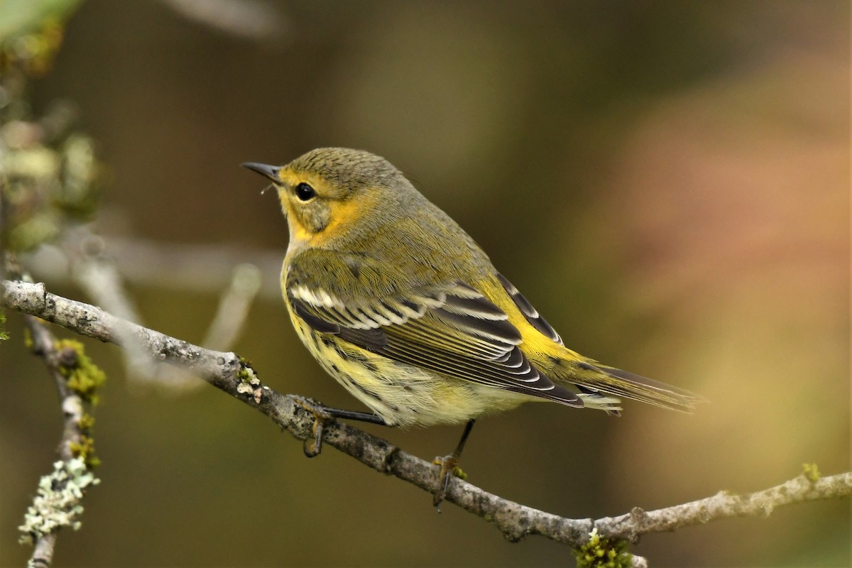 Cape May Warbler - Kelly Kirkpatrick