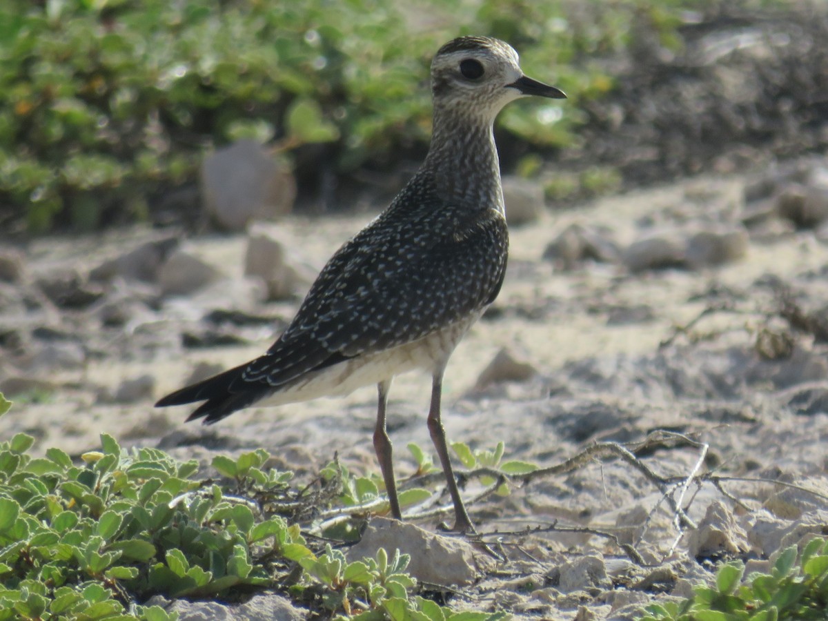 American Golden-Plover - ML490583471