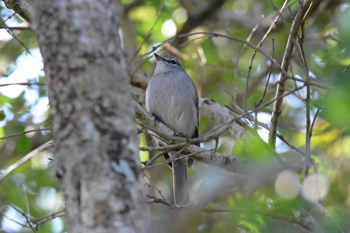 Ashy Flycatcher - Dave Rimmer