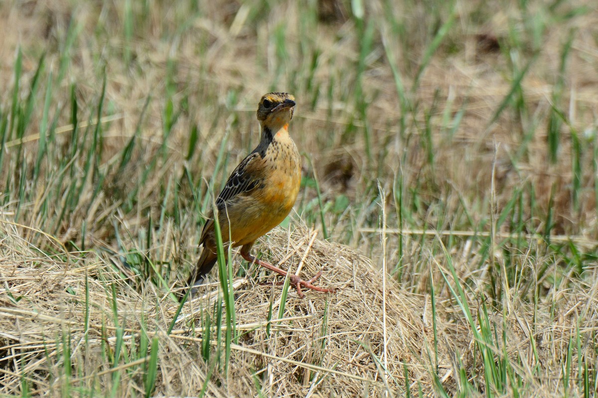 Yellow-throated Longclaw - ML490585161