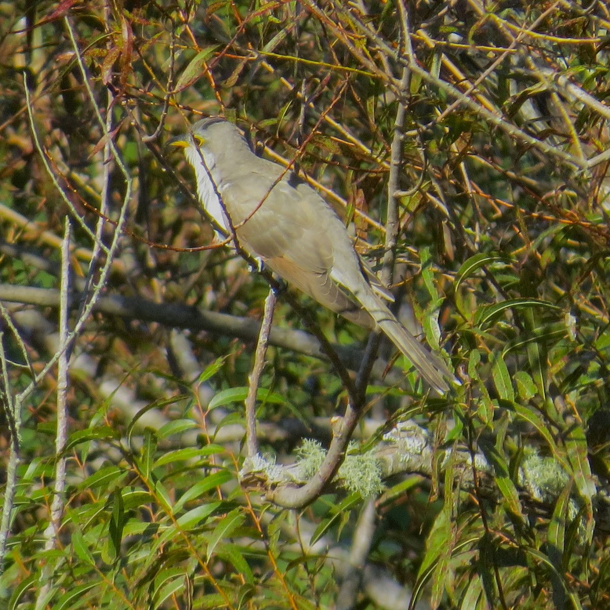 Yellow-billed Cuckoo - ML490585931