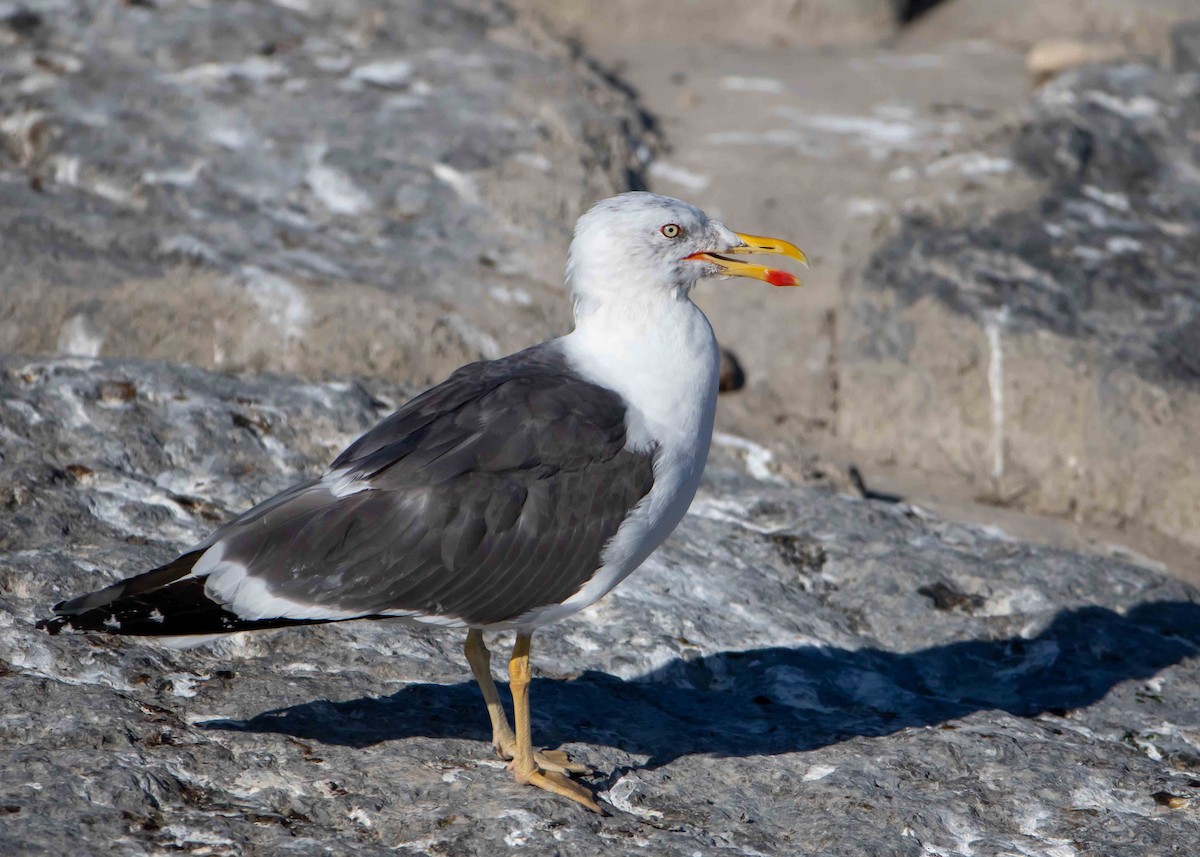 Lesser Black-backed Gull - Ken Pride