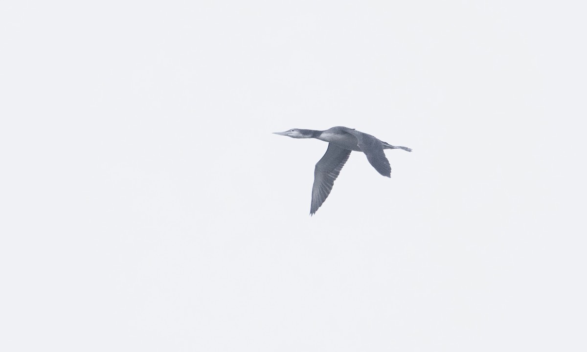 Common Loon - Gautam Apte