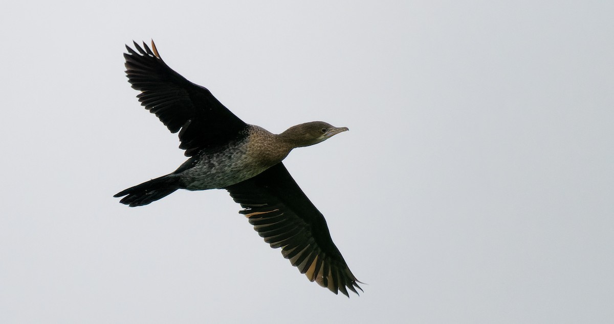 Pygmy Cormorant - ML490587191