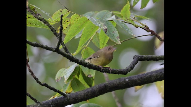 Connecticut Warbler - ML490587701