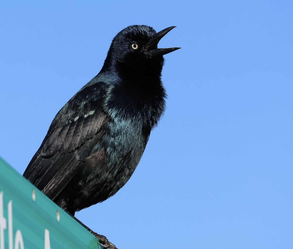 Boat-tailed Grackle - ML490588541