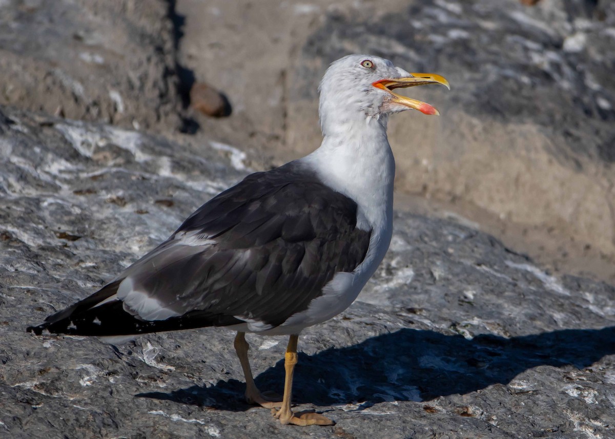 Lesser Black-backed Gull - Ken Pride