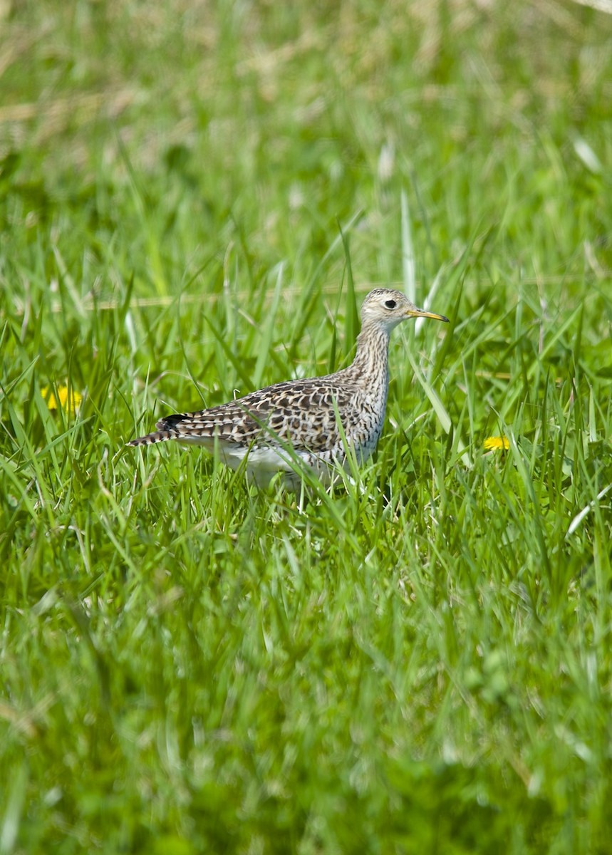 Upland Sandpiper - ML490590351