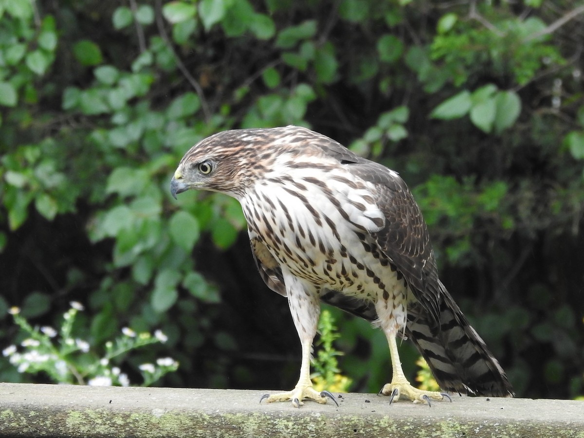 Cooper's Hawk - ML490590421