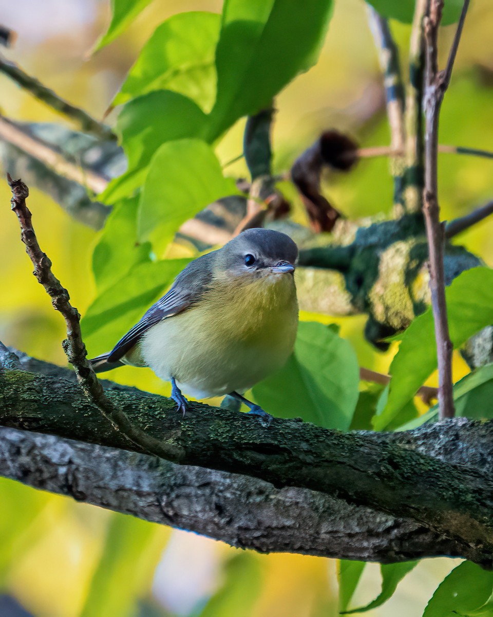 Philadelphia Vireo - ML490591061