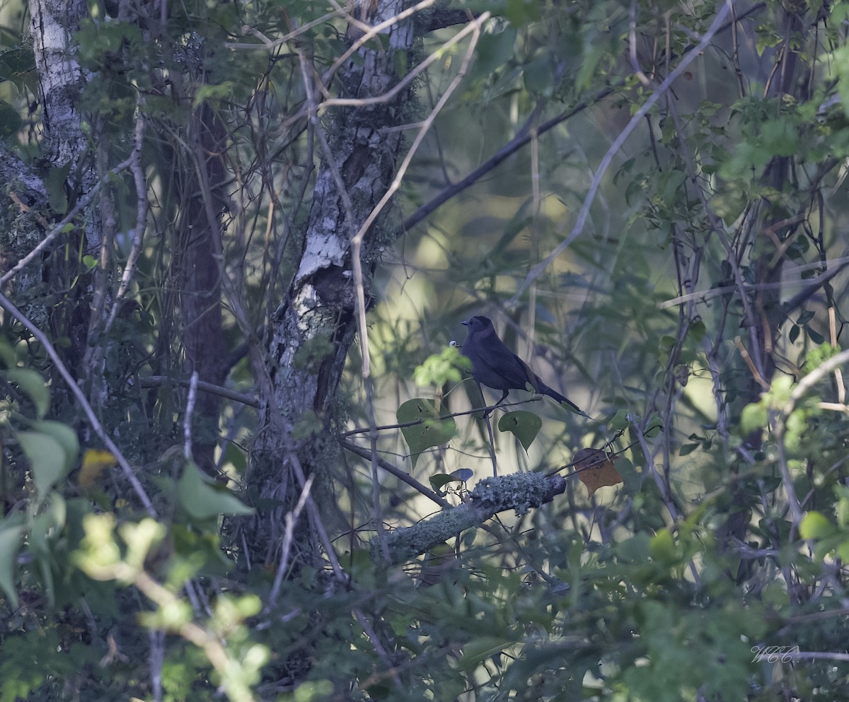 Gray Catbird - ML490591621