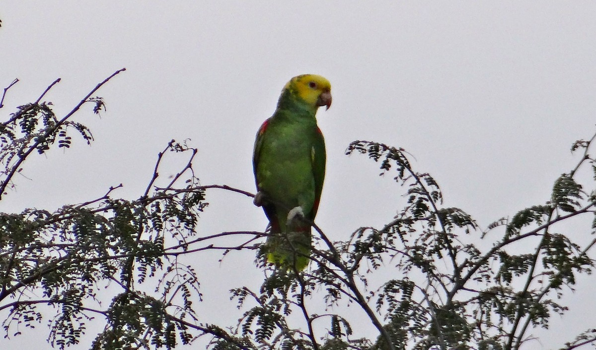 Yellow-headed Parrot - ML49059171