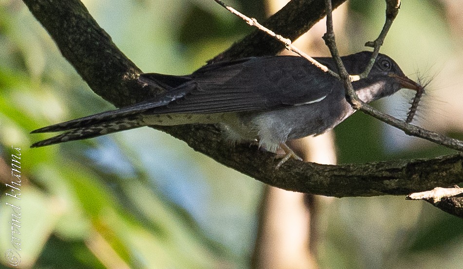 Gray-bellied Cuckoo - ML490593381