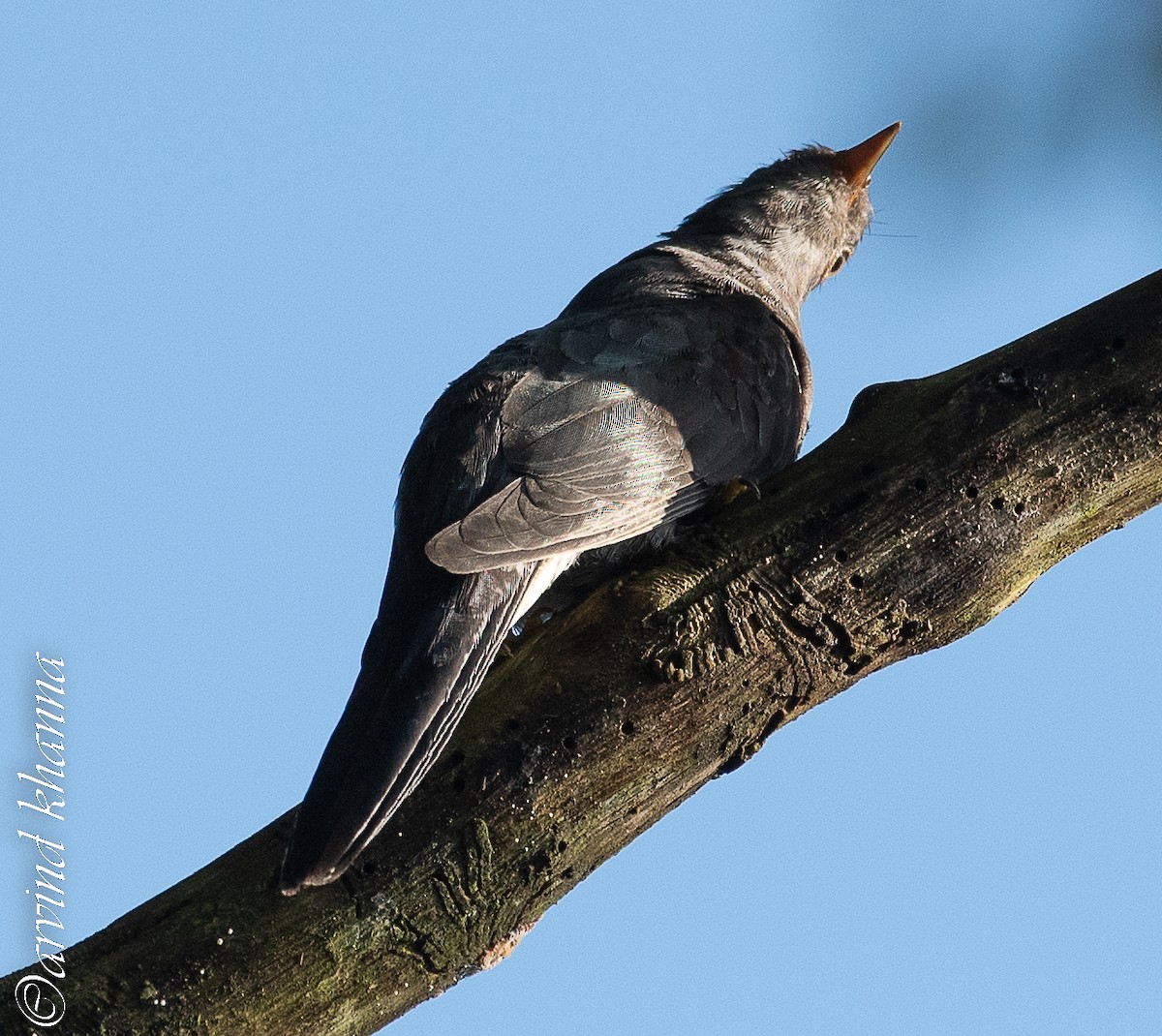 Gray-bellied Cuckoo - ML490593391