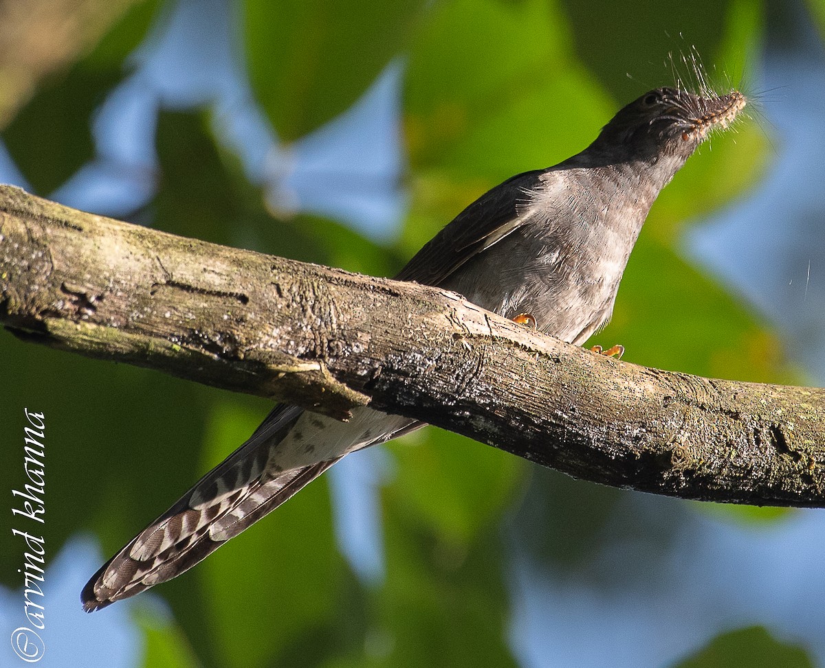 Gray-bellied Cuckoo - ML490593401