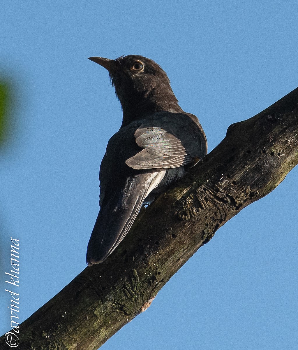 Gray-bellied Cuckoo - ML490593411