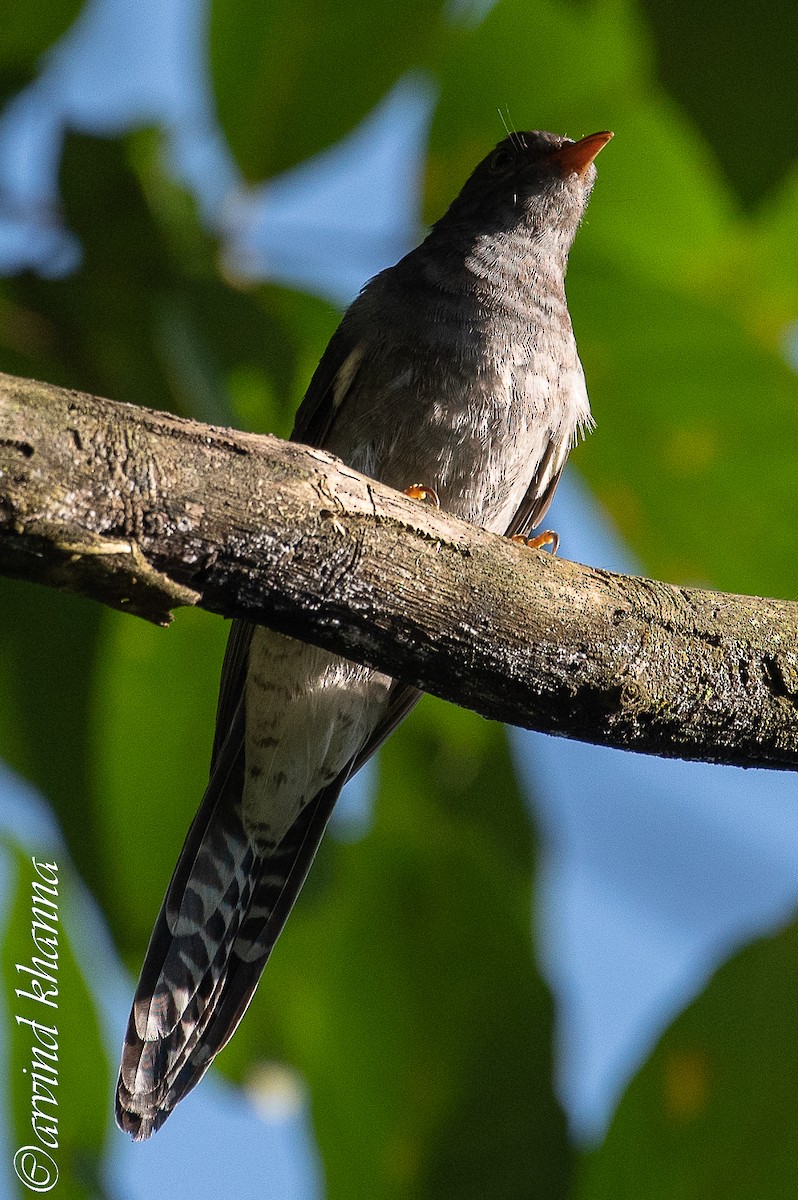Gray-bellied Cuckoo - ML490593421