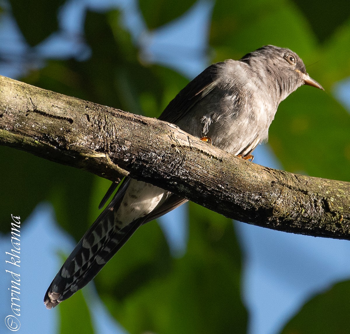 Gray-bellied Cuckoo - ML490593431