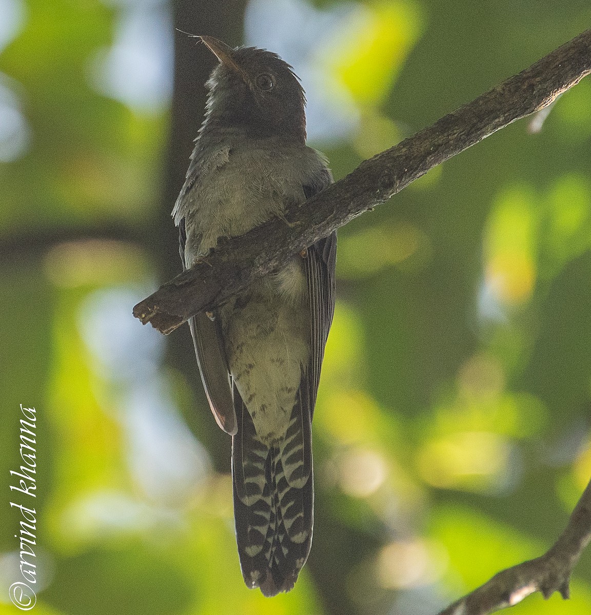 Gray-bellied Cuckoo - ML490593451
