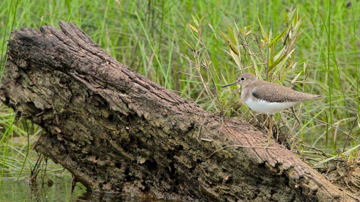 Solitary Sandpiper - ML49059401