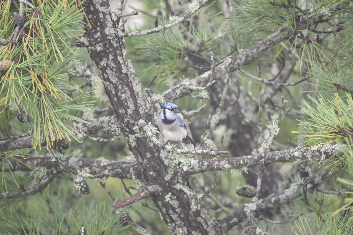 Blue Jay - ML490596071