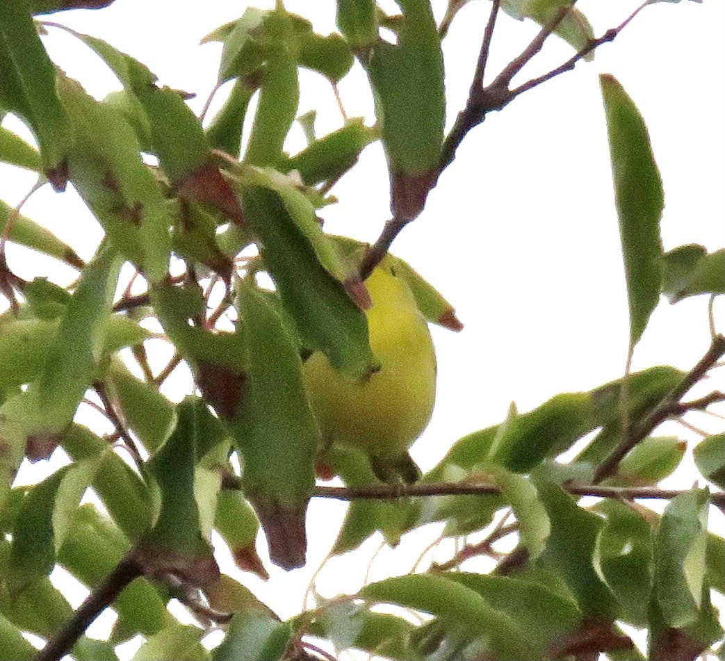 Yellow Warbler (Northern) - ML490596361