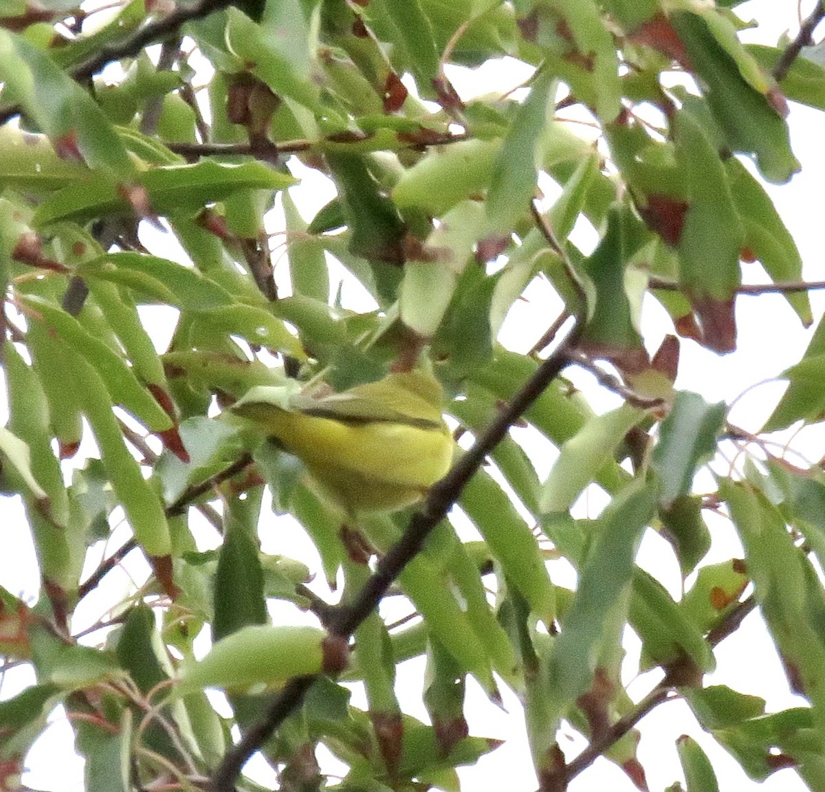 Yellow Warbler (Northern) - ML490596371