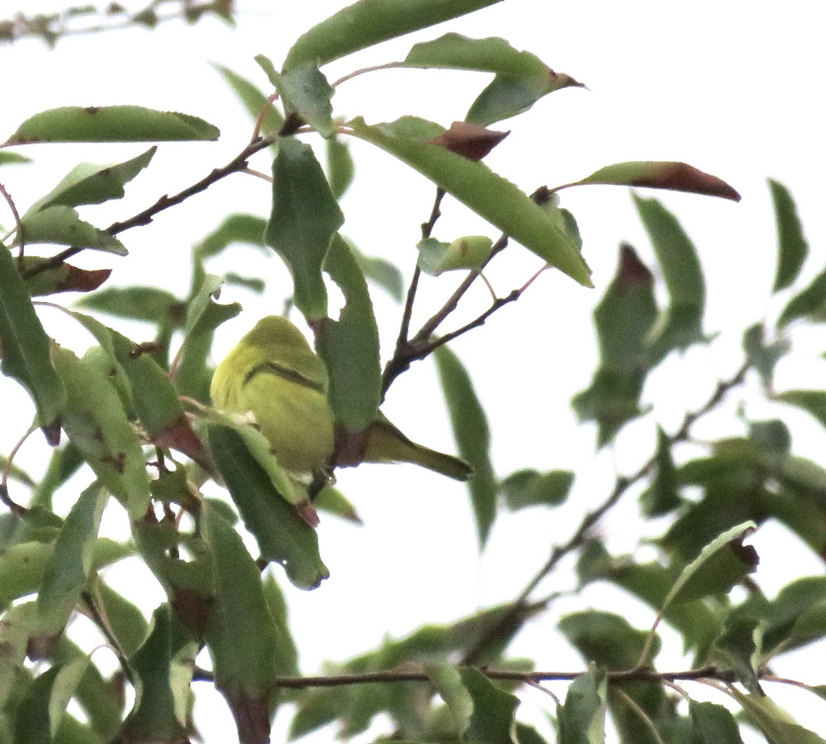 Yellow Warbler (Northern) - ML490596381