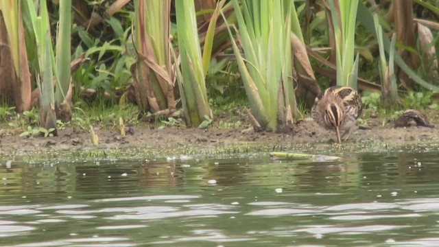 Jack Snipe - ML490596621