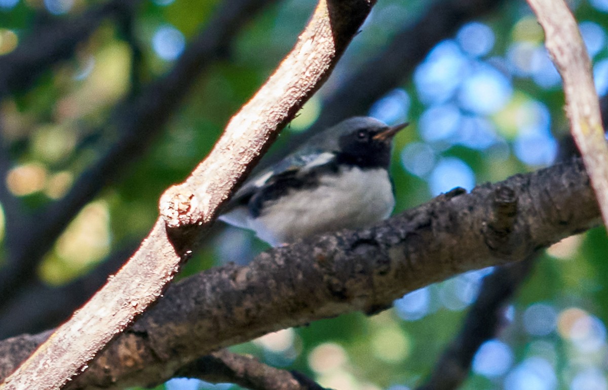 Black-throated Blue Warbler - ML490598161