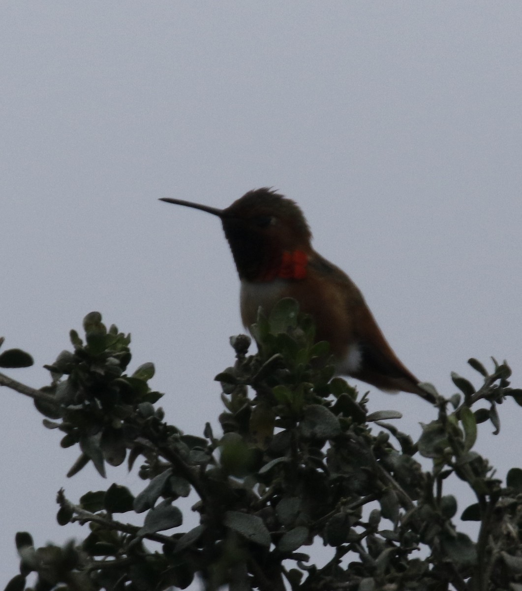 Rufous Hummingbird - ML49059841