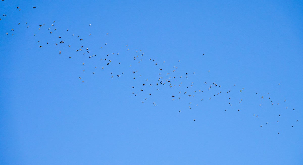 Spanish Sparrow - ML490599591