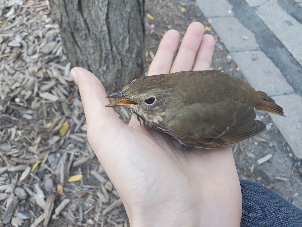 Hermit Thrush - ML490599851