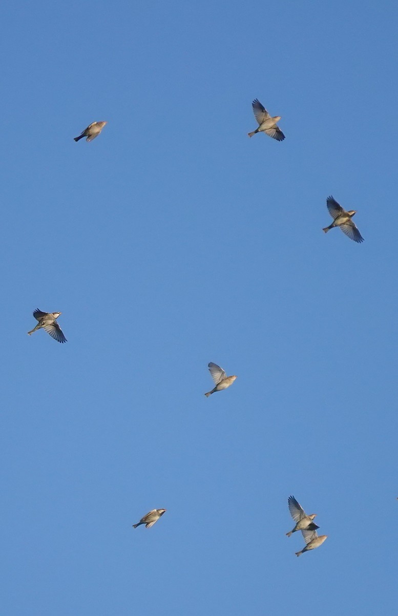 Spanish Sparrow - ML490600171