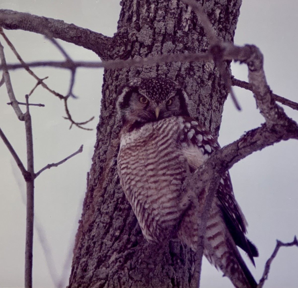 Northern Hawk Owl - ML490601151