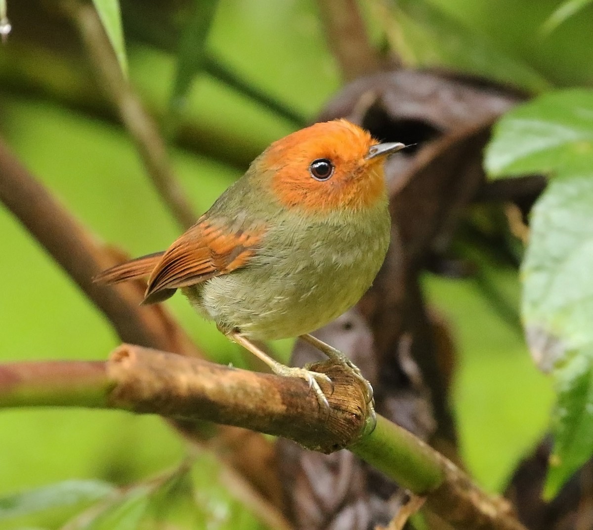 Rufous-headed Pygmy-Tyrant - Trevor Ellery