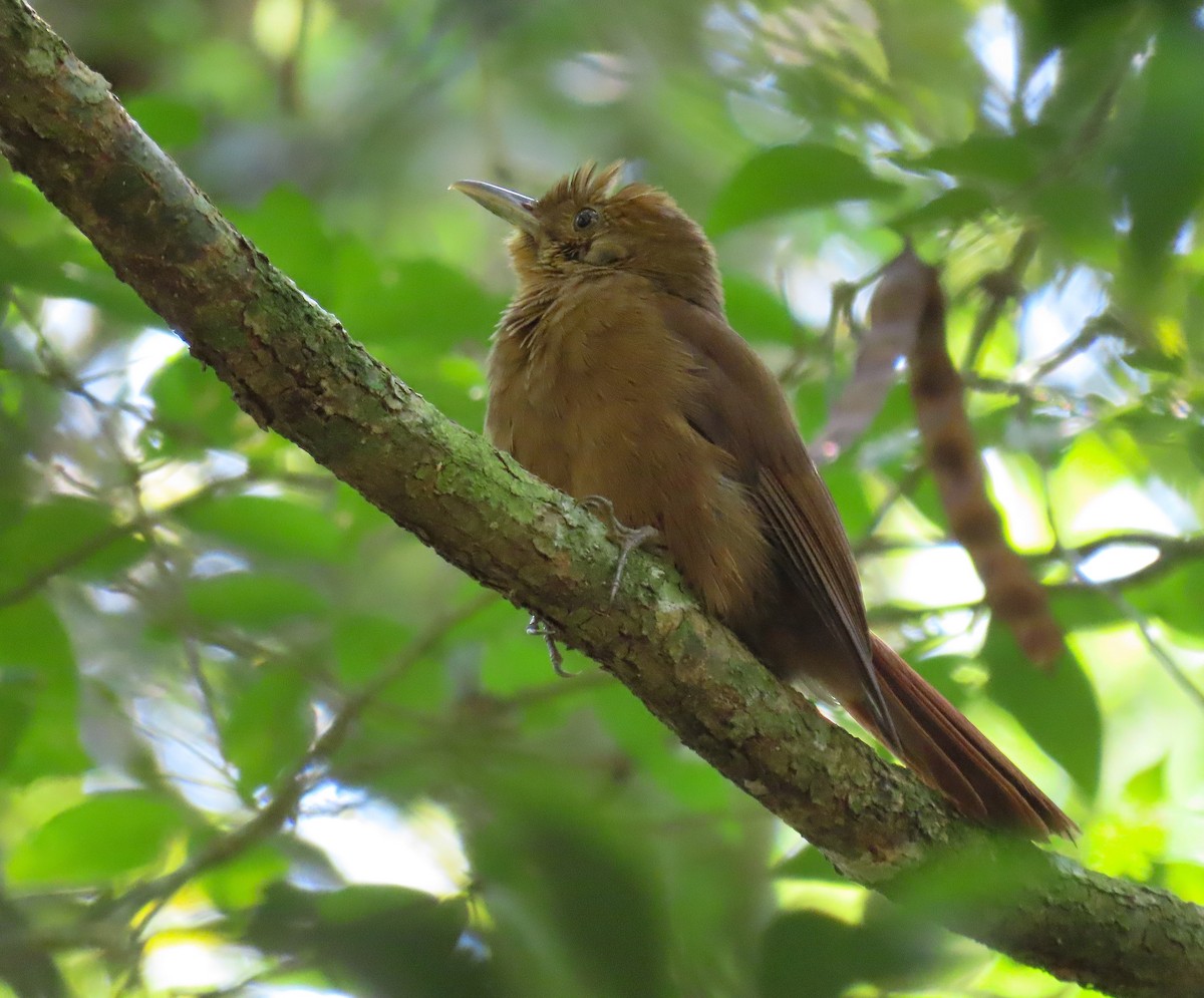 Plain-winged Woodcreeper - ML490604431