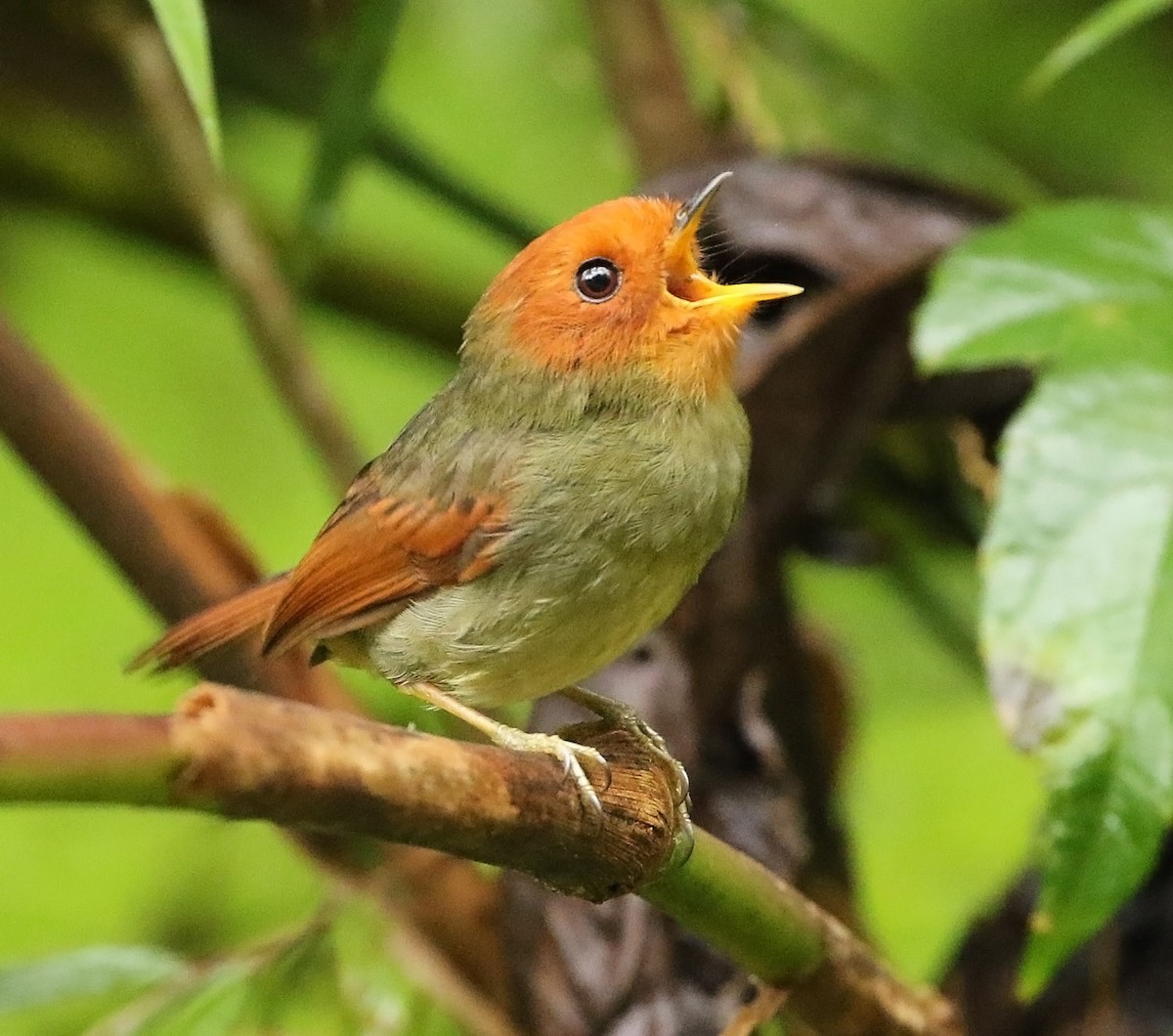 Rufous-headed Pygmy-Tyrant - Trevor Ellery