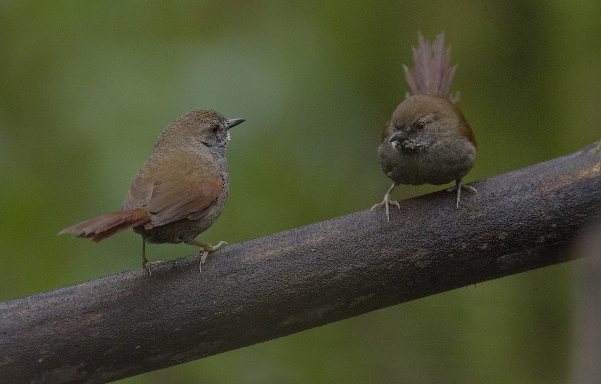 Gray-bellied Spinetail - ML490607251