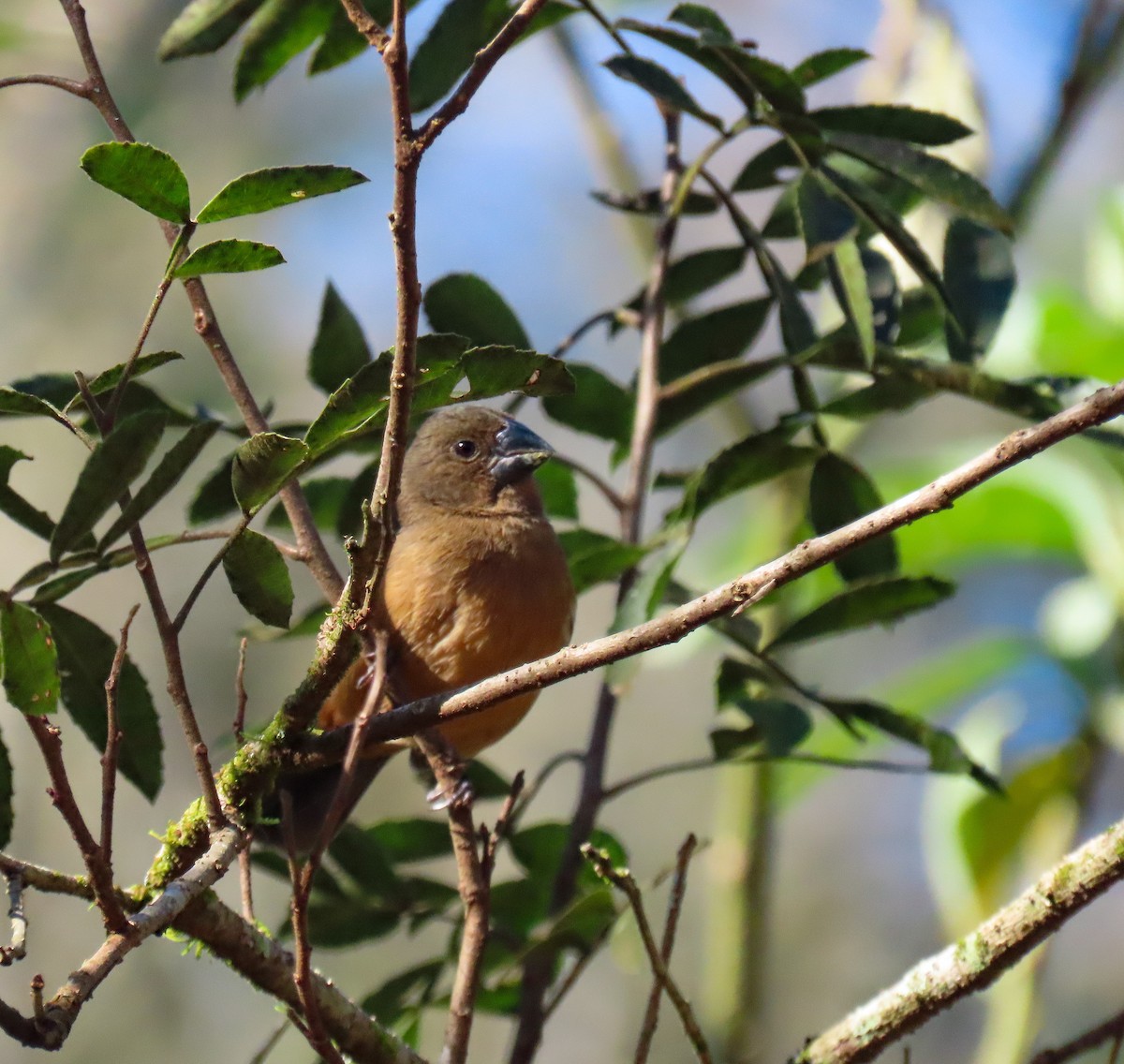 Chestnut-bellied Seed-Finch - ML490607261