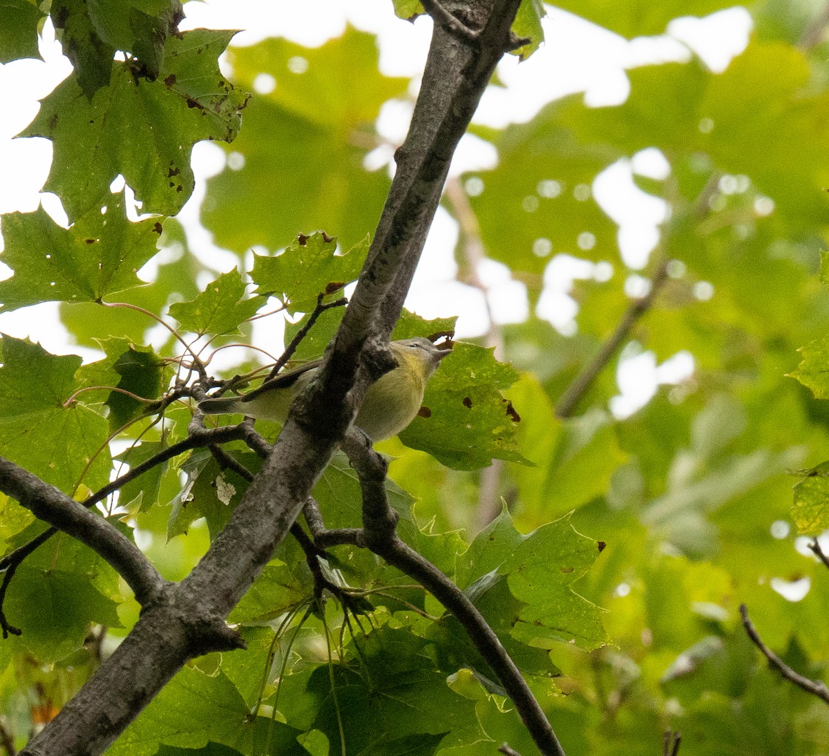 Tennessee Warbler - ML490607561