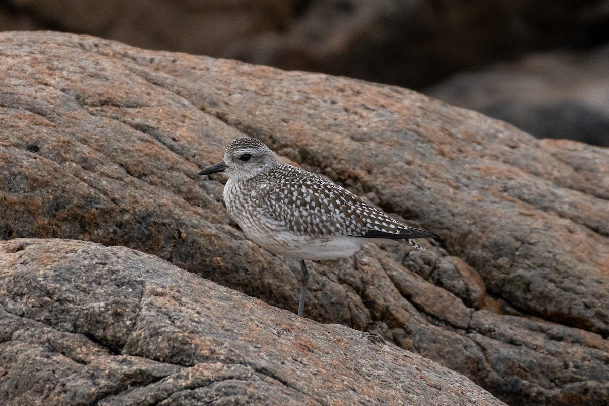 Black-bellied Plover - ML490609361