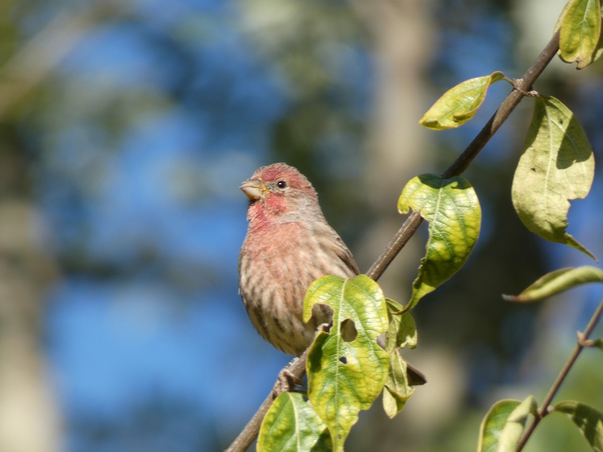 House Finch - ML490612231