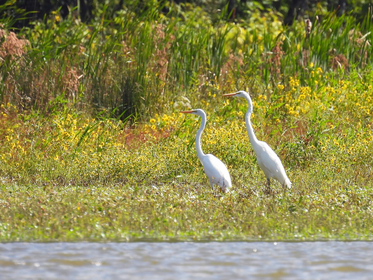 Great Egret - ML490613661